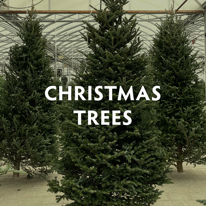 Christmas Trees