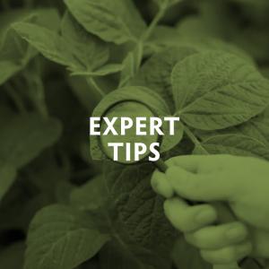 Expert_Tips_1.jpg