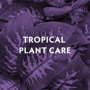 Tropical_Care_2.jpg