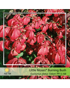 Euonymus Shrub - Deciduous Shrubs - Trees & Shrubs - Shop Catalogue