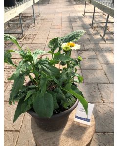 Coneflower 'Pow Wow White' 1G