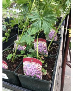 Monkshood 'Bicolour' 1G
