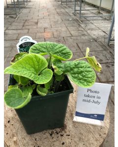 Brunnera macrophylla 1G