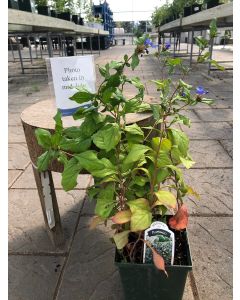 Leadwort 'Plumbago' 1G