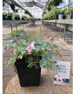 Bleeding Heart 'King Hearts' 1