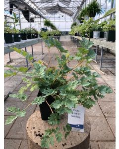 Bleeding Heart 'Luxuriant 1G