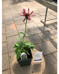 Coneflower 'Green Twister' 1G