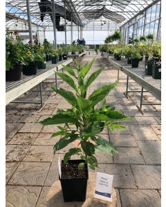 Joe-Pye Weed 'Atropurp' 1G