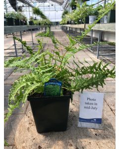 Fern 'Lady Victoria' 1G