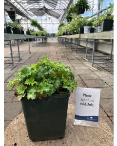 Coral Bells 'Apple Crisp' 1G
