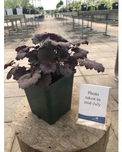 Coral Bells 'Frosted Violet' 1