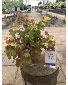 Coral Bells 'Lime Marmalad' 1G
