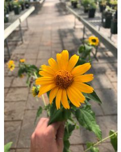 False Sunflower 'Tuscan Sun' 1