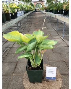 Hosta 'Drinking Gourd' 1G