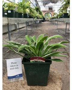 Hosta 'Ginko Craig' 1G