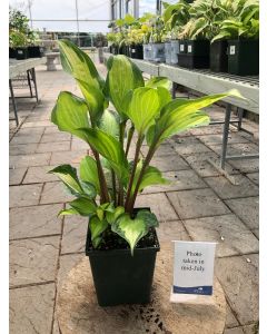 Hosta 'Island Breeze' 1G
