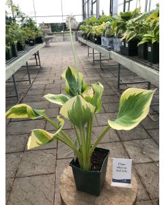 Hosta 'Ivory Coast' 1G