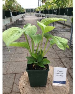 Hosta 'Mr Big' 1G