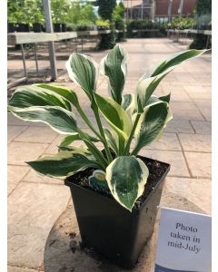 Hosta 'Paradigm' 1G