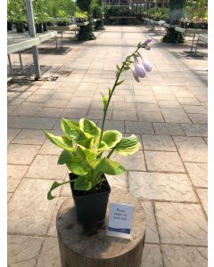 Hosta 'Summer Breeze' 1G
