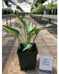 Hosta 'Touch of Class' 1G