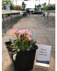 Lewisia 'Little Plum' 1G