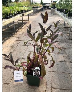 Beardtongue 'Husker Red' 1G