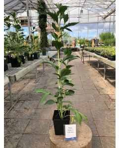 Rudbeckia 'Herbstonne' 1G