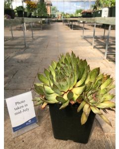 Hens & Chicks 'Black' 1G