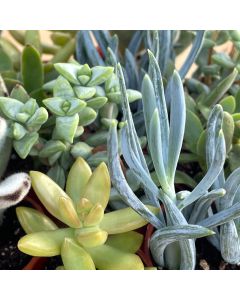 1.5" Succulent Mix