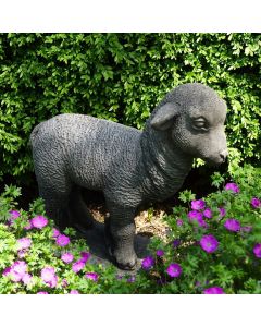 Lamb
