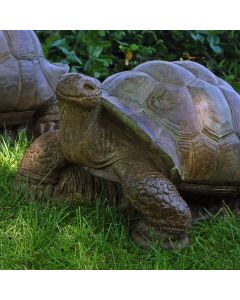 Medium Turtle