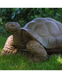 Large Turtle