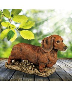 Dachshund