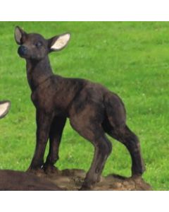 Standing Fawn