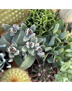 2.5" Cactus Succ Asst
