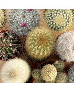 2.5" Cactus Assortment