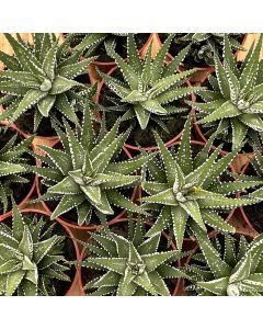 2.5" Hawthorthia Succulent