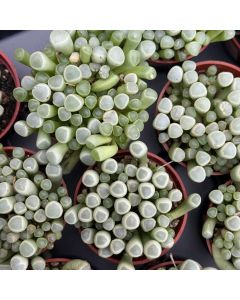 2.5" Succulent, Baby Toes