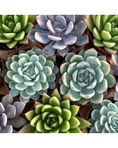 2.5" Succulent Echeveria