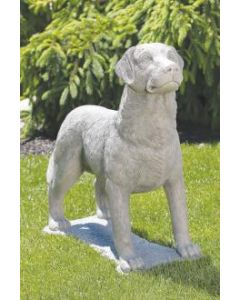 31" Labrador Retriever