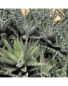 3.25" Hawthorthia Succulent