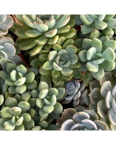 3.25" Echeveria Succulent