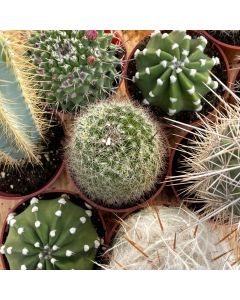 3.25" Asst Cactus