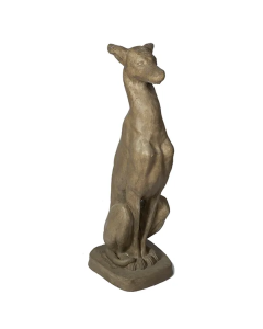 Whippet