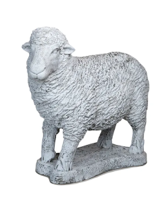 Standing Sheep