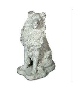 Collie Dog