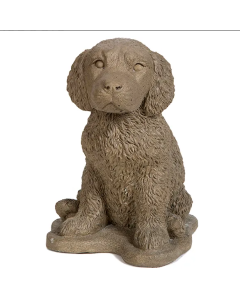 Retriever Pup N