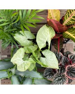 4" Tropical, Assortment
