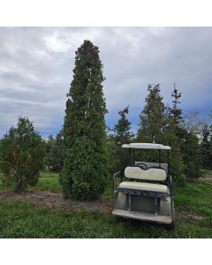 Cedar Degroot Spire